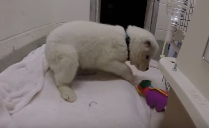Un cachorro rescatado juega con un juguete por primera vez - Esto te derretirá el corazón