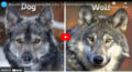 Perro contra lobo / Youtube