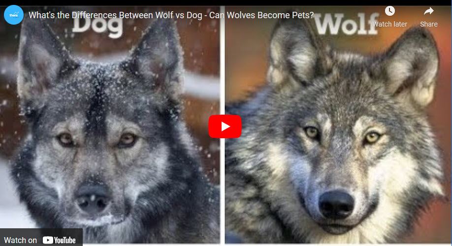 Dog Versus Wolf