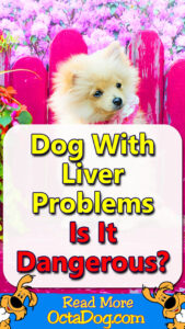 Dog With Liver Problems