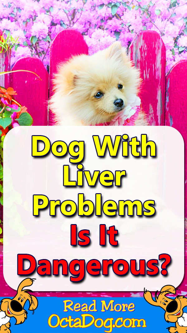 Perro con problemas de hígado