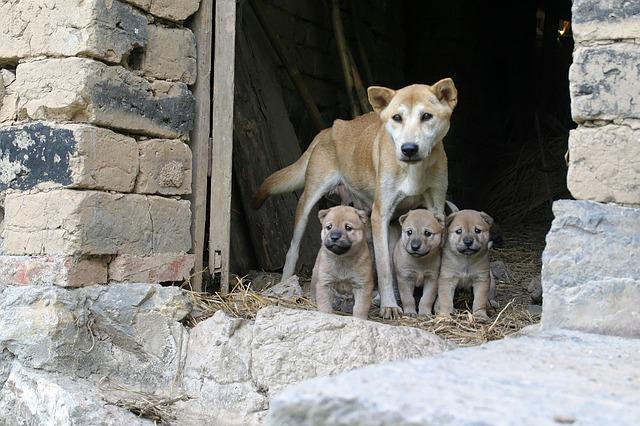 ¿Cuántas semanas se tardó en rescatar a esta familia de perros? ¡UN MONTÓN!