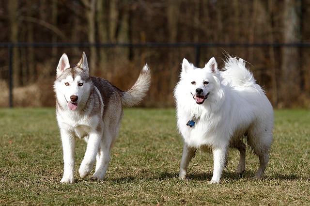 ¿Cuáles son las 5 razas de perros más caras?