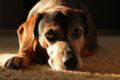 Un perro perdió casi todo su pelaje por culpa de un producto químico / Pixabay