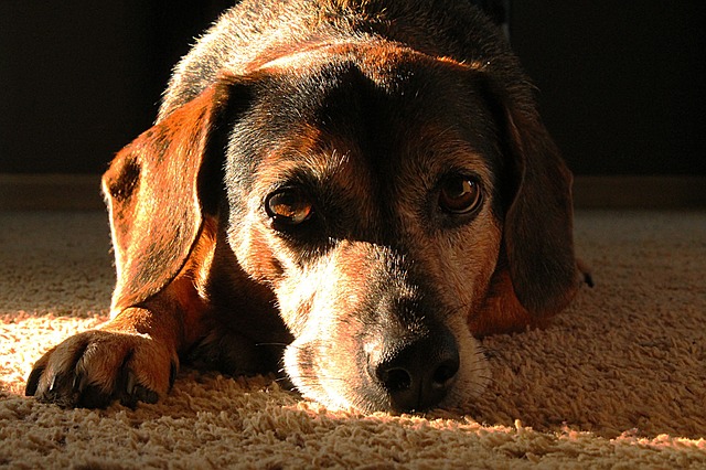 Adopción de un perro mayor - Adopción de un perro mayor - ¡Esto es para llorar!