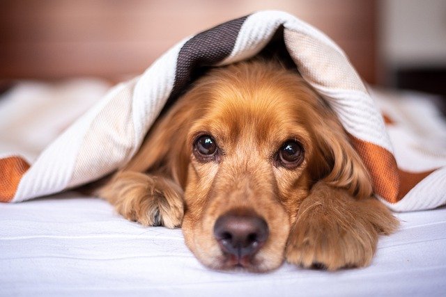Do You Want Your Dog To Experience A Six-Star Luxury Hotel?