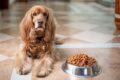 Qué alimentos para perros causan problemas de corazón / Pixabay