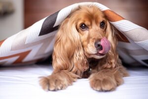 Why Dog Lick You / Pixabay
