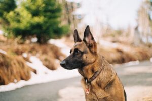 A German Shepherd loves his rescuer's husband more / Pixabay