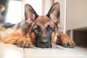 A German Shepherd kept crying until she was rescued / Pixabay