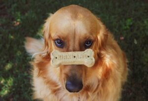 Dog Tricks For Beginners / Pixabay