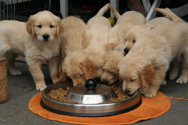 Cuánto alimento para perros para alimentar a un cachorro