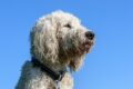 Goldendoodle Standard - Golden Retriever Mixed With Poodle / Pixabay
