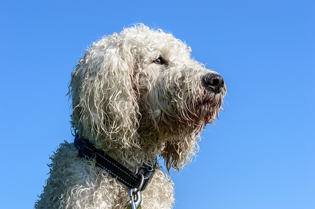 Goldendoodle Standard – Golden Retriever Mixed With Poodle