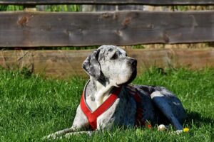 A Great Dane loves looking at the koi fishes at their home / Pixabay