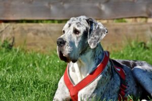 A great dane has been so good with orphaned puppies and kittens / Pixabay
