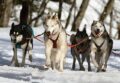 Sled dogs were attacked by a moose / Pixabay