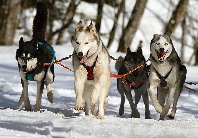 Four Sled Dogs Seriously Injured After Giant Moose Tramples On Them For An Hour