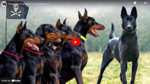 Intelligent Dog Breeds Ranking / Youtube