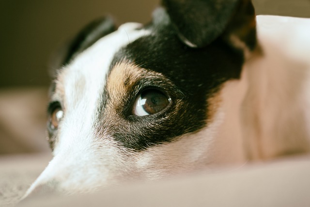 The Ability of Humans to Recognize Their Dogs by Scent Alone