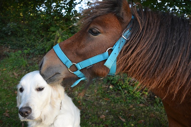 Compatibilidad entre el perro y el caballo - El perro y el caballo tienen una amistad muy especial