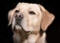 Un perro fue rescatado de una fábrica de cachorros / Pixabay