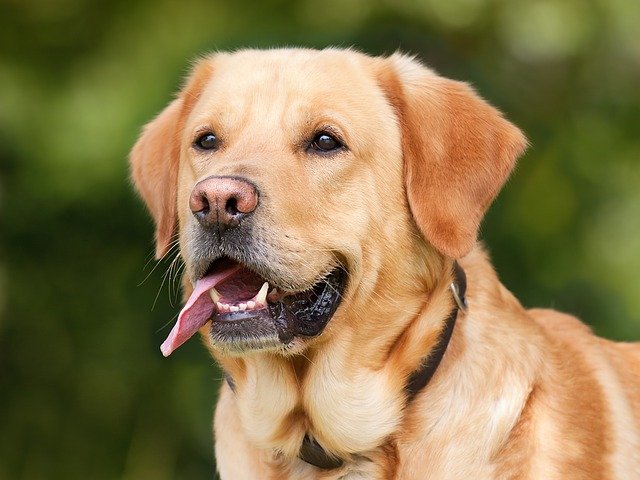 Tipos de perros policía y cómo utilizan su olfato