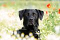 labrador retriever mixed with pitbull /Pixabay