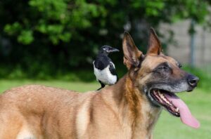 A magpie and a dog treat each other like mother and child / Pixabay