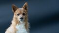 La tenencia de perros podría deberse a los genes / Pixabay