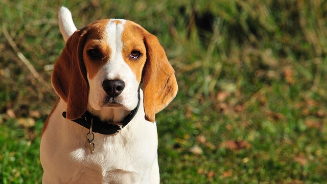Cada vez que el mejor amigo de Beagle sale a pasear, el perezoso rescatado se vuelve tan dramático