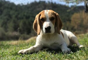 A sick beagle was rescued / Pixabay