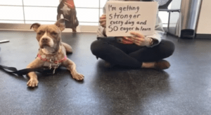 Pit bull wants to get adopted