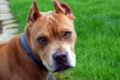 A pit bull was kicked out of a dog park because of its breed / Pixabay