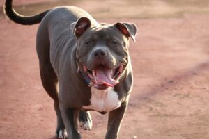 A pitbull is still looking for his fur-ever home / Pixabay