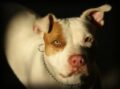 Un perro sordo fue adoptado por dos papás peludos / Pixabay