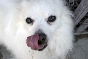 Why Dog Lick Paw / PIxabay