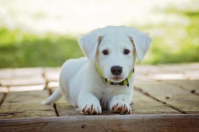 Un pequeño cachorro fue encontrado en un contenedor. ¿Aprenderá alguna vez a ser un perro?