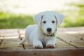 Los perros pueden ser clonados por $50.000 / Pixabay