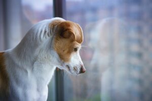 Doggie Is So Scared Of Other Dogs / Pixabay