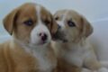 Two puppies were found abandoned inside a box / Pixabay
