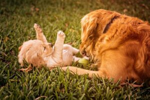 A Golden Retriever dad is happy to see his newborn pups / Pixabay