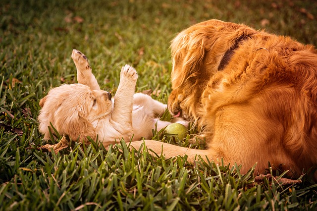 Cuidados de los cachorros recién nacidos - El padre del Golden Retriever es tan feliz conociéndolos (Vídeo)