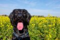 Los mejores perros para los alérgicos / Pixabay