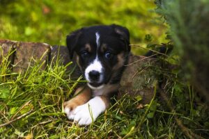 Puppy Names Male / Pixabay