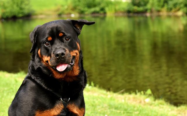 Huge Rottweiler Introduced To Tiny Furry Sister – Could You Guess His Reaction?