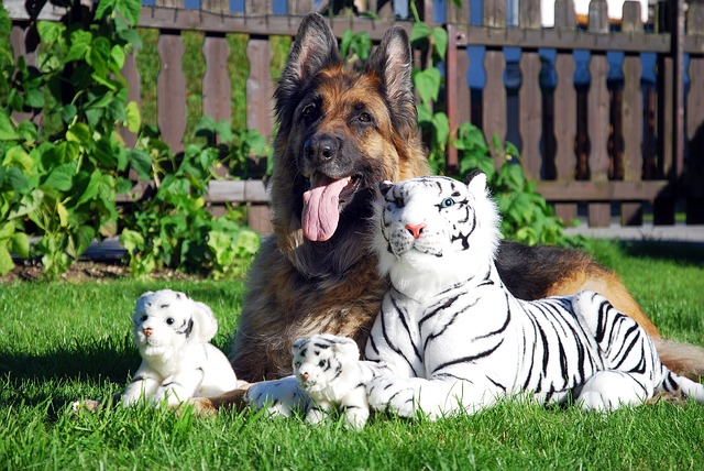 El perro contra el tigre (vídeo)