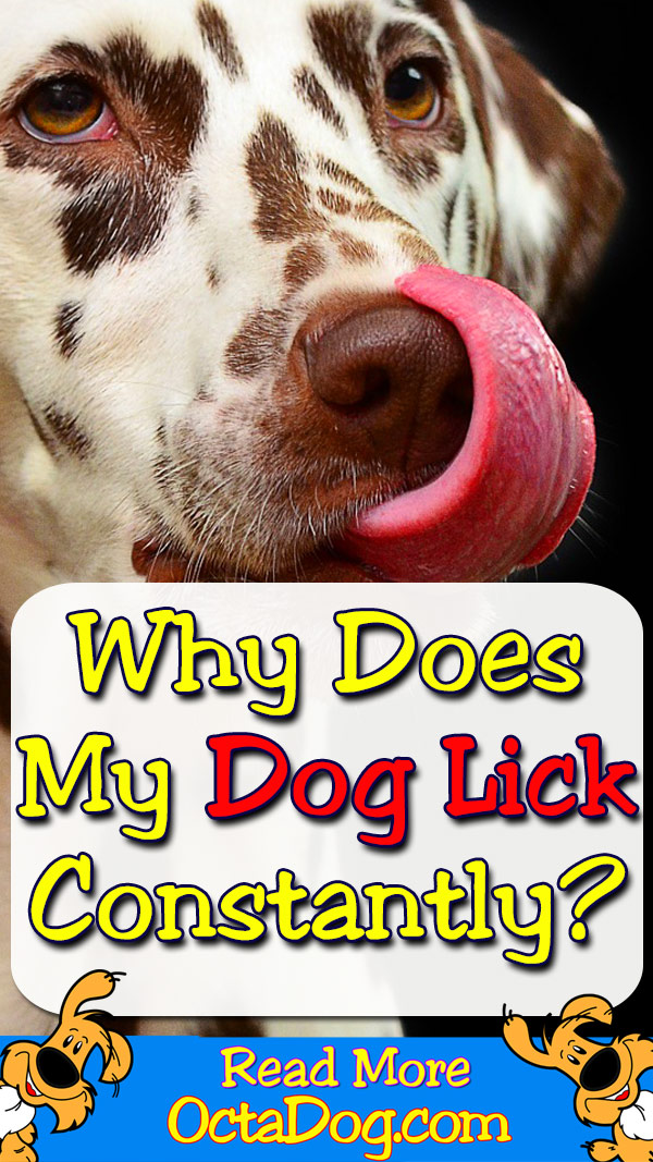 Why Does My Dog Lick Constantly?