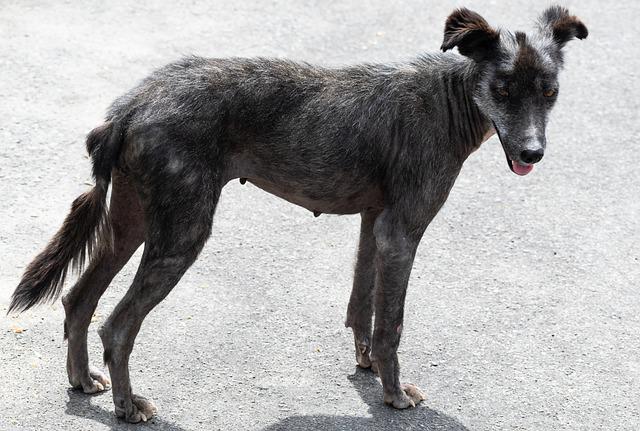 Abandoned Dog In The Streets Gets Rescued – He Forgot How To Be A Dog