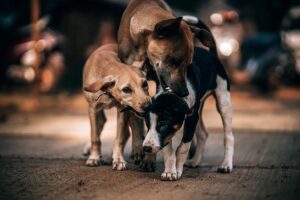 A woman helps hundreds of dogs every day / Pixabay